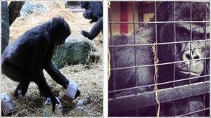 Gorillas love teapigs