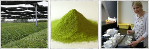 matcha vs green tea powder