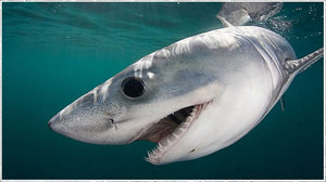 It's shark week - 5 fun facts about our ocean dwelling buddies!