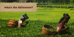 black tea, green tea, white tea, oolong – what’s the difference? 