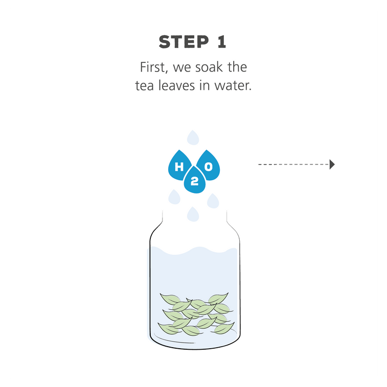 The Decaffeination Process for Tea – teapigs