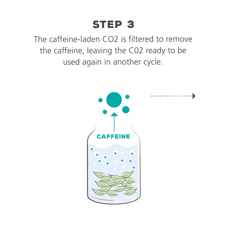 The Decaffeination Process for Tea – teapigs