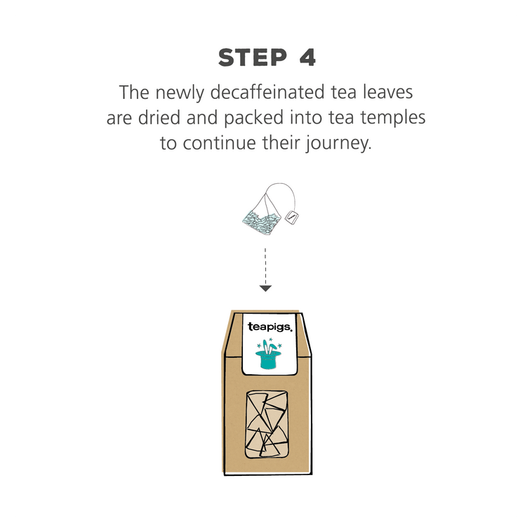 The Decaffeination Process for Tea – teapigs