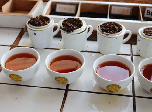 tea tasting cups