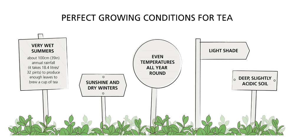 illustrated growing conditions for tea