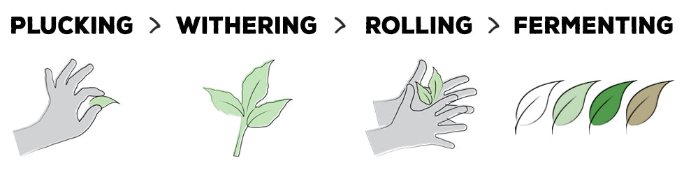 plucking > withering > rolling > fermenting