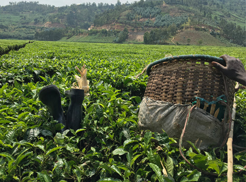 tea basket in a field full of tea