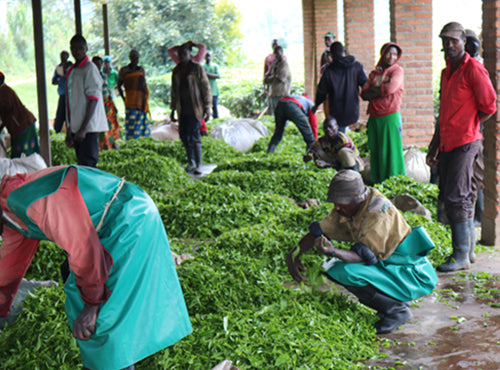 sorting all of the tea leaves